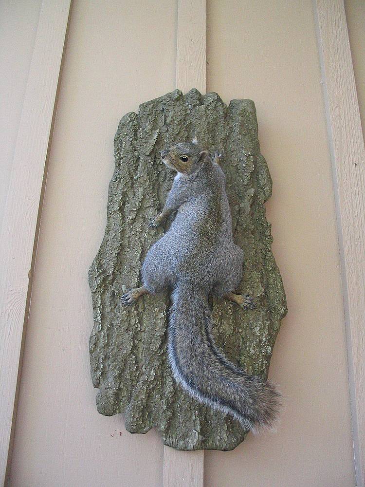 squirrel taxidermy